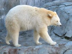 Barely bearable Arctic attraction