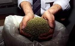 Almost 450 kg of marijuana seized in Urals