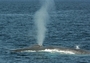 Whale playground offers glimpse into Russia`s melting Arctic