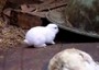 Mutant rabbit born near Fukushima plant